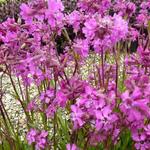 Lychnis viscaria 'Splendens' - Lychnis viscaria 'Splendens'