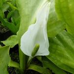 Lysichiton camtschatcensis  - Lysichite blanc