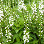 Lysimachia barystachys - 