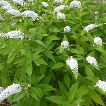 Lysimachia clethroides