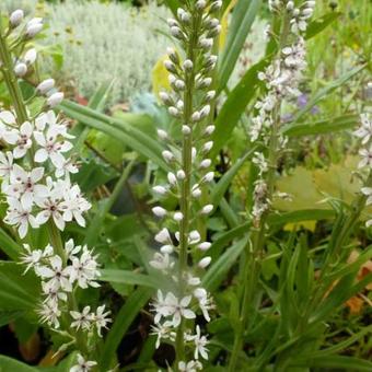 Lysimachia ephemerum