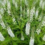 Lysimachia fortunei - 