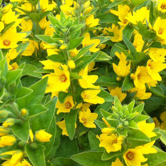 Lysimachia punctata