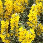 Lysimachia punctata 'Alexander' - 