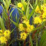 Lysimachia thyrsiflora - Straußblütiger Gilbweiderich