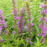 Lythrum anceps - Lythrum salicaria