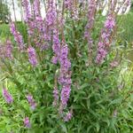 Lythrum salicaria - Gewöhnlicher Blutweiderich - Lythrum salicaria