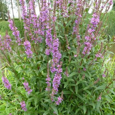 Lythrum salicaria - Gewöhnlicher Blutweiderich