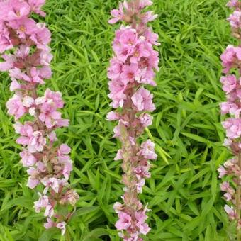 Lythrum salicaria 'Blush'