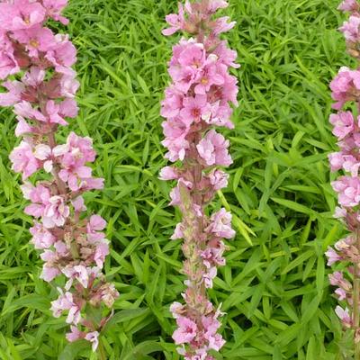 Lythrum salicaria 'Blush' - 