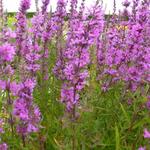 Lythrum salicaria 'Lady Sackville' - 