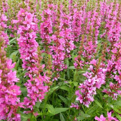 Lythrum salicaria 'Robert' - 