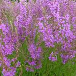 Lythrum salicaria 'Swirl' - Lythrum salicaria 'Swirl'