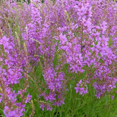 Lythrum salicaria 'Swirl'