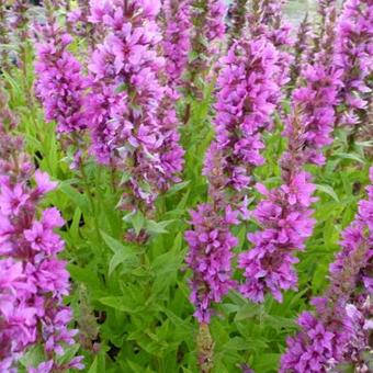 Lythrum salicaria 'Zigeunerblut'