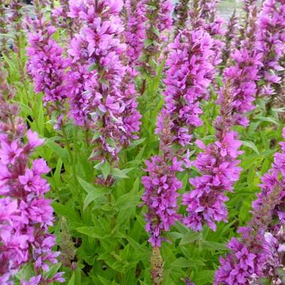 Lythrum salicaria 'Zigeunerblut' - Lythrum salicaria 'Zigeunerblut'