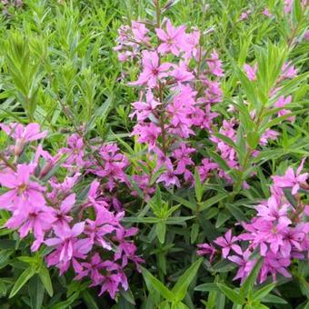 Lythrum virgatum 'Rose Queen'