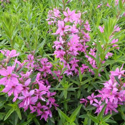 Lythrum virgatum 'Rose Queen' - Lythrum virgatum 'Rose Queen'