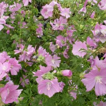 Malva alcea 'Fastigiata'