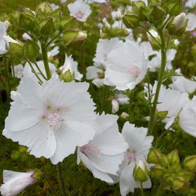 Malva moschata 'Alba' - 