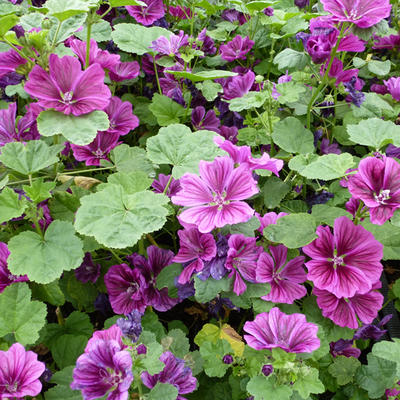 Malva sylvestris - Grande mauve