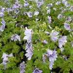 Malva sylvestris 'Marina' - Malva sylvestris 'Marina'