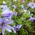 Malva sylvestris 'Primley Blue'