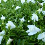 Mazus reptans 'Albus' - MAZUS RAMPANT BLANC - Mazus reptans 'Albus'