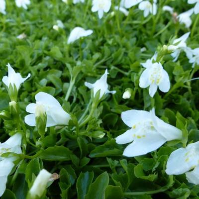 MAZUS RAMPANT BLANC - Mazus reptans 'Albus'