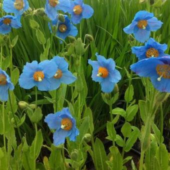 Meconopsis betonicifolia