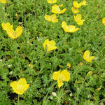 Meconopsis cambrica - Wald-Scheinmohn - Meconopsis cambrica