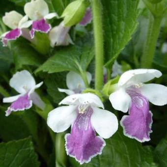 Melittis melissophyllum 'Royal Velvet Distinction'