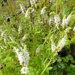 Mentha 'Jokka' - 