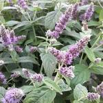 Mentha longifolia `Buddleia'` - Mentha longifolia `Buddleia'`