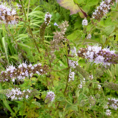 Mentha piperita - Menthe poivrée