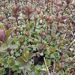 Mentha x piperita f. citrata 'Chocolate' - Mentha x piperita f. citrata 'Chocolate'