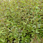 Mentha piperita 'Nigra' - 