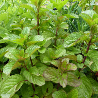 Mentha x piperita f. citrata 'Eau de Cologne'