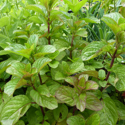 Mentha x piperita f. citrata 'Eau de Cologne'