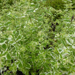 Mentha x gracilis 'Variegata' - 