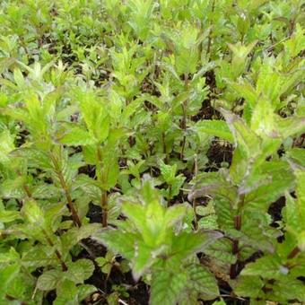 Mentha spicata 'Crispa'