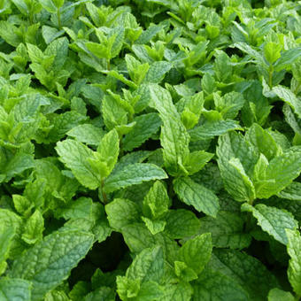 Mentha spicata 'Maroccan'