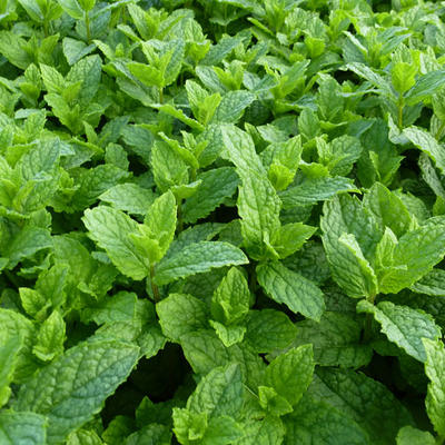 Mentha spicata 'Maroccan'  - 