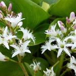 Trèfle d'eau - Menyanthes trifoliata