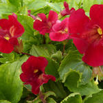 Mimulus cupreus 'Roter Kaiser'  - 