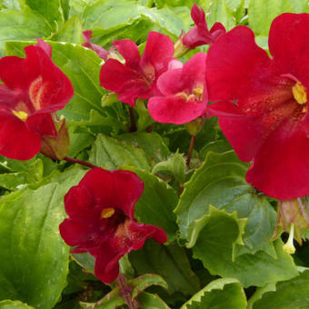 Mimulus cupreus 'Roter Kaiser'