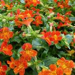 Mimulus 'Orange Glow' - Mimulus 'Orange Glow'