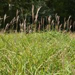 Miscanthus sinensis var. purpurascens - Purpur-Chinaschilf