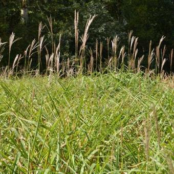 Miscanthus sinensis var. purpurascens