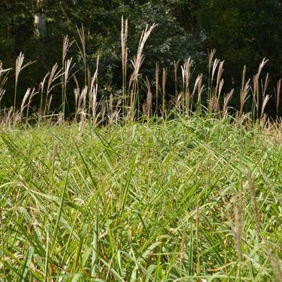 Purpur-Chinaschilf - Miscanthus sinensis var. purpurascens